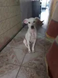 Branquinha