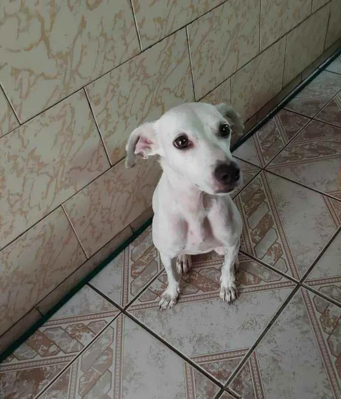 Cachorro ra a SRD idade 1 ano nome Branquinha