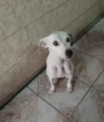Branquinha