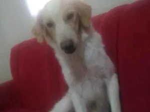 Cachorro raça Vira-lata  idade 1 ano nome Marley 