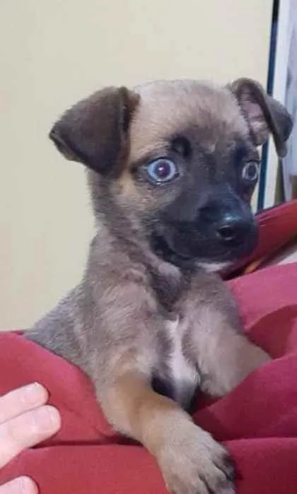 Cachorro ra a Srd idade Abaixo de 2 meses nome Filhote 2 meses 
