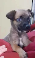 Filhote 2 meses