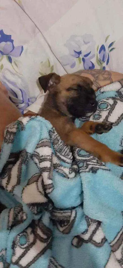 Cachorro ra a Srd idade Abaixo de 2 meses nome Filhote 2 meses 