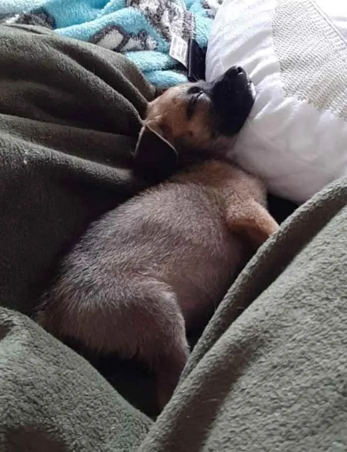 Cachorro ra a Srd idade Abaixo de 2 meses nome Filhote 2 meses 