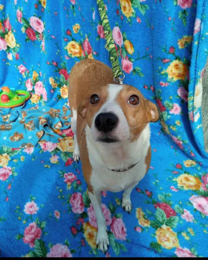 Cachorro ra a SRD idade 2 anos nome Alemão