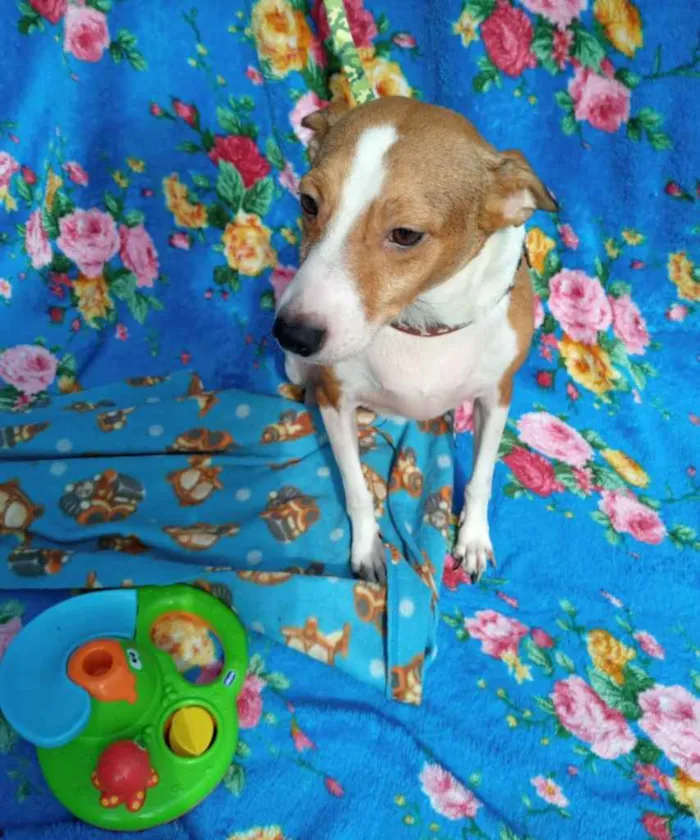Cachorro ra a SRD idade 2 anos nome Alemão