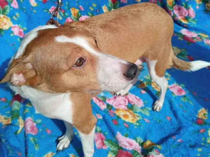 Cachorro ra a SRD idade 2 anos nome Alemão