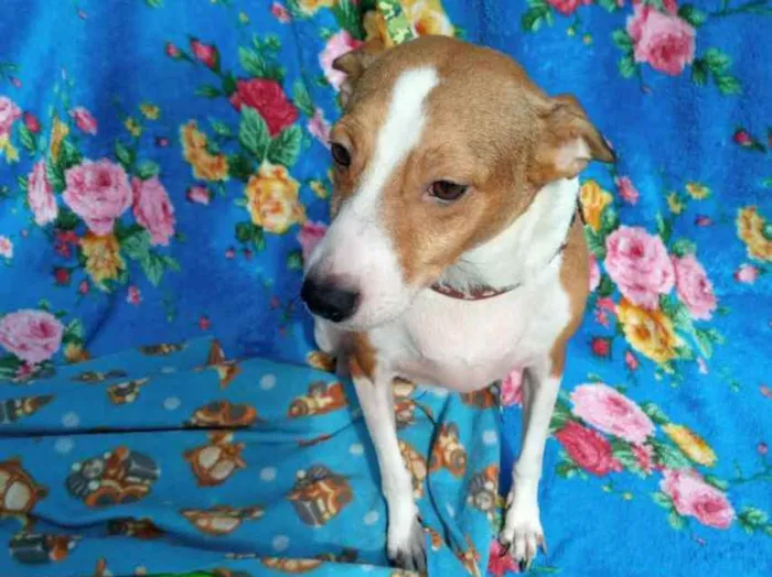 Cachorro ra a SRD idade 2 anos nome Alemão