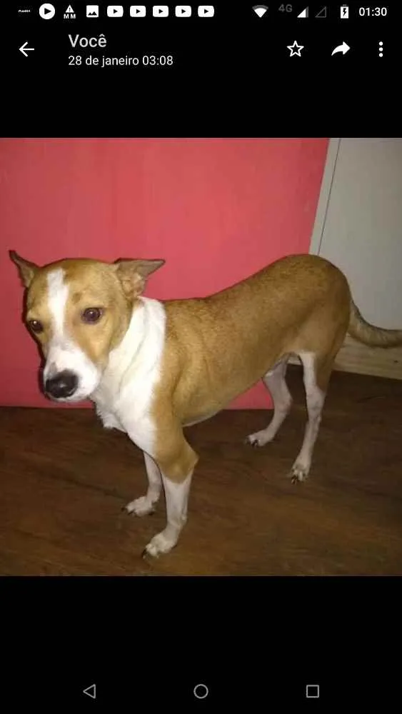 Cachorro ra a SRD idade 2 anos nome Alemão