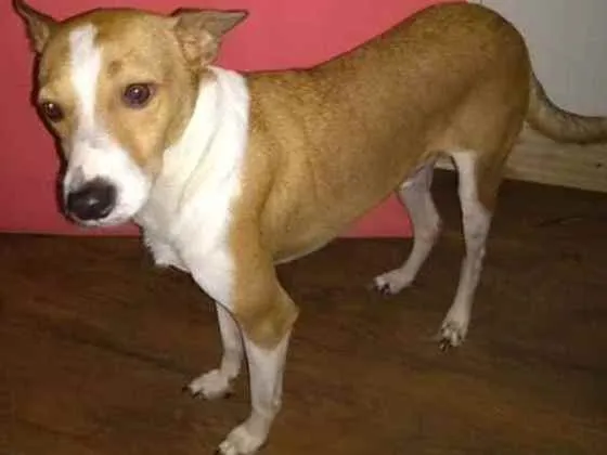 Cachorro ra a SRD idade 2 anos nome Alemão