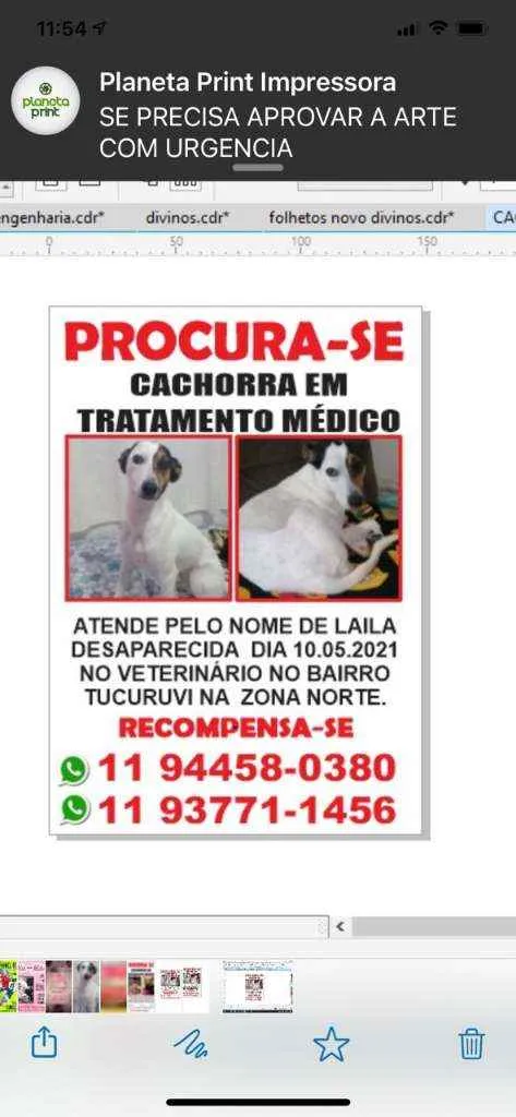 Cachorro raça Fox paulistinha  idade 2 anos nome Layla