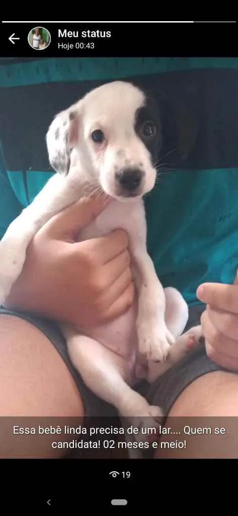 Cachorro ra a Sem raça Definida idade 2 a 6 meses nome Sem nome