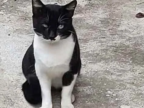 Cachorro ra a Sem raça Definida idade 2 a 6 meses nome Sem nome