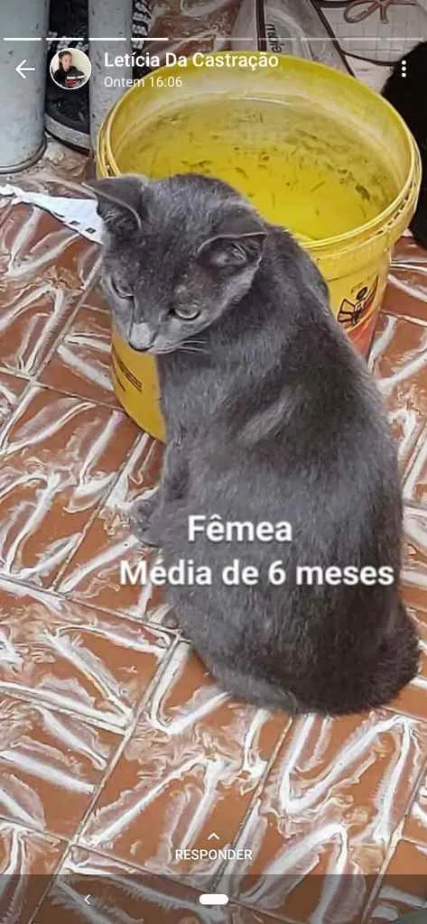Gato ra a Sem raça Definida idade 2 a 6 meses nome Sem nome