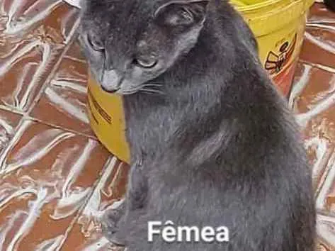 Gato ra a Sem raça Definida idade 2 a 6 meses nome Sem nome