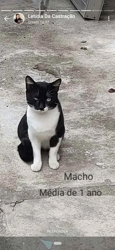 Gato ra a Sem raça Definida idade 1 ano nome Sem nome
