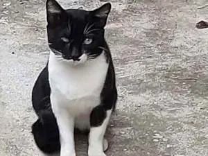 Gato raça Sem raça Definida idade 1 ano nome Sem nome