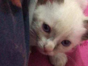 Gato raça Misturados idade Abaixo de 2 meses nome Luz e Lua