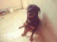 Cerberus