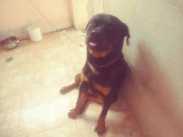 Cachorro ra a Rottweiler idade 1 ano nome Cerberus