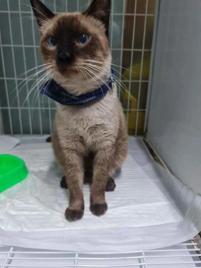 Gato ra a SRD idade 1 ano nome Romeu