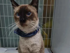 Gato raça SRD idade 1 ano nome Romeu