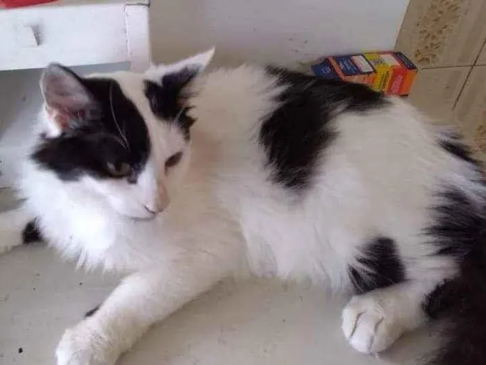 Gato ra a SRD idade 2 a 6 meses nome Kid