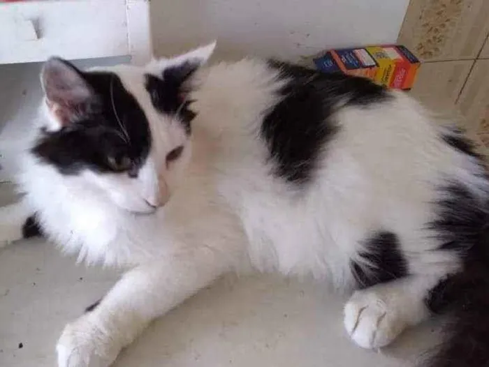 Gato ra a SRD idade 2 a 6 meses nome Kid