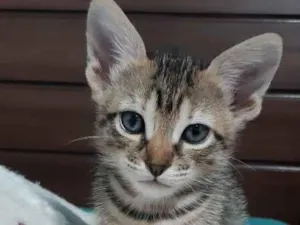 Gato raça SRD idade Abaixo de 2 meses nome Bruninha