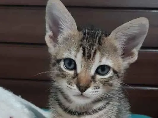 Gato ra a SRD idade Abaixo de 2 meses nome Bruninha