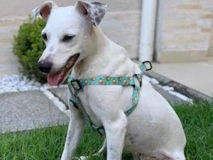 Cachorro raça SRD idade 1 ano nome Branquinha