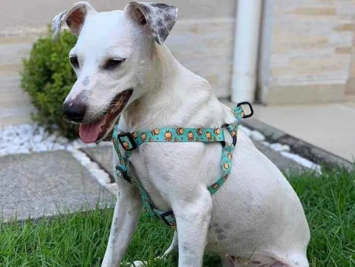 Cachorro ra a SRD idade 1 ano nome Branquinha