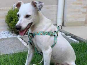 Cachorro raça SRD idade 1 ano nome Branquinha