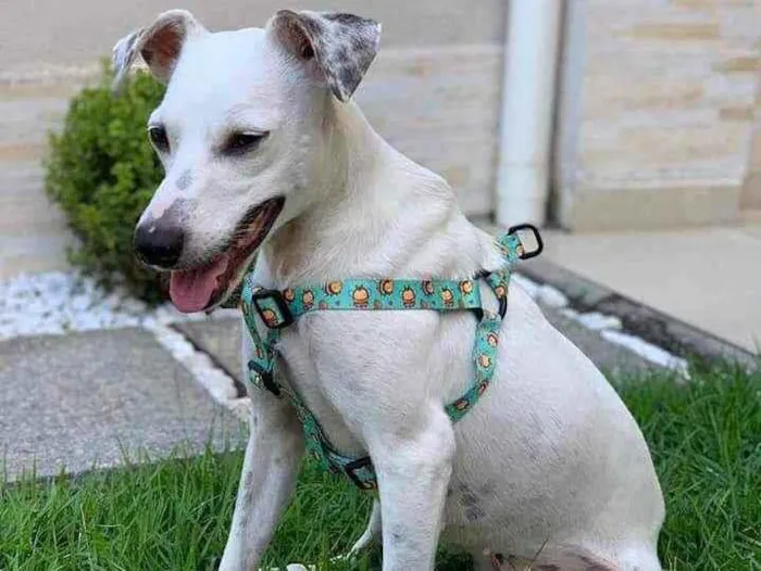 Cachorro ra a SRD idade 1 ano nome Branquinha