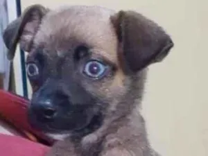 Cachorro raça Srd idade Abaixo de 2 meses nome Filhote 2 meses 