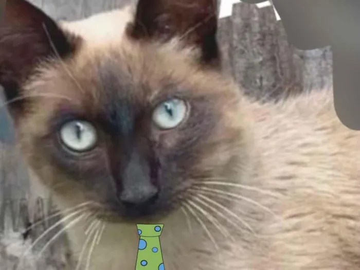 Gato ra a Siamesa idade 2 a 6 meses nome Marcelinho 
