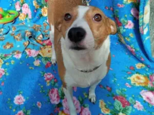 Cachorro raça SRD idade 2 anos nome Alemão