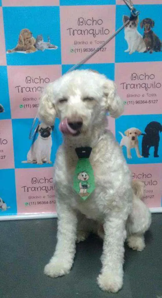 Cachorro ra a Poodle idade 5 anos nome Skiper