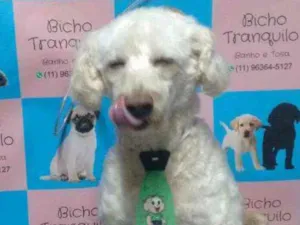 Cachorro raça Poodle idade 5 anos nome Skiper