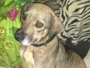 Cachorro raça SRD idade 3 anos nome Safira