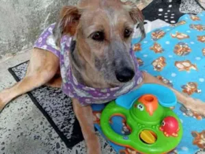Cachorro raça Mix de Pastor  idade 3 anos nome ALVIN 