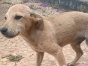 Cachorro raça SRD idade 2 a 6 meses nome Não tem nome