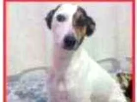 Cachorro raça Fox paulistinha  idade 2 anos nome Layla