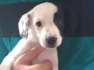 Cachorro raça Sem raça Definida idade 2 a 6 meses nome Sem nome