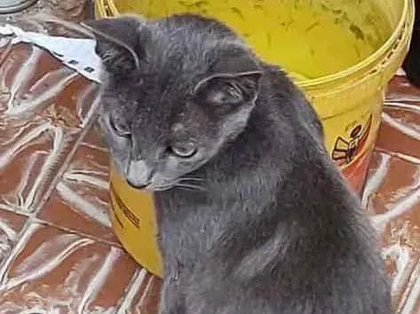 Gato ra a Sem raça Definida idade 2 a 6 meses nome Sem nome