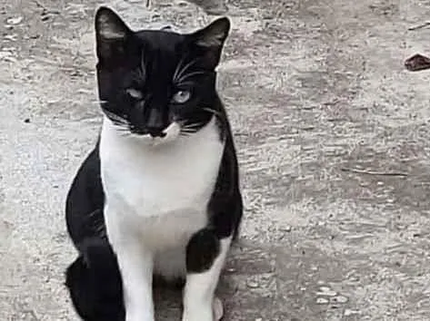 Gato ra a Sem raça Definida idade 1 ano nome Sem nome