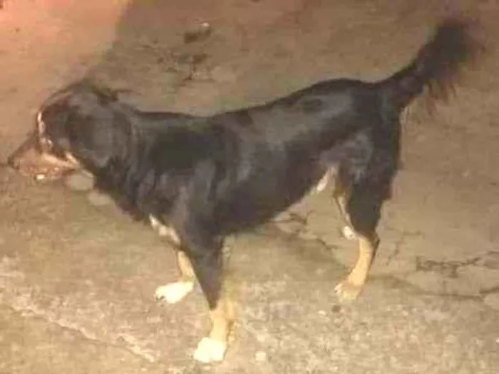 Cachorro ra a Sem raça Definida idade 3 anos nome Tantan