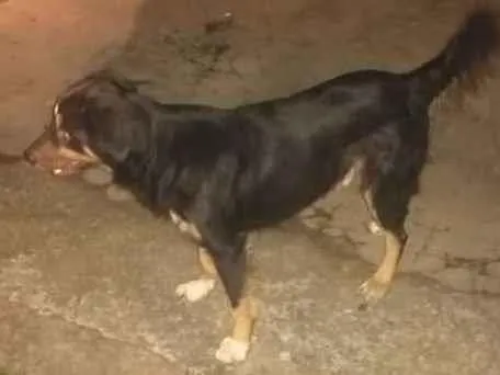 Cachorro raça Sem raça idade 3 anos nome Tantan