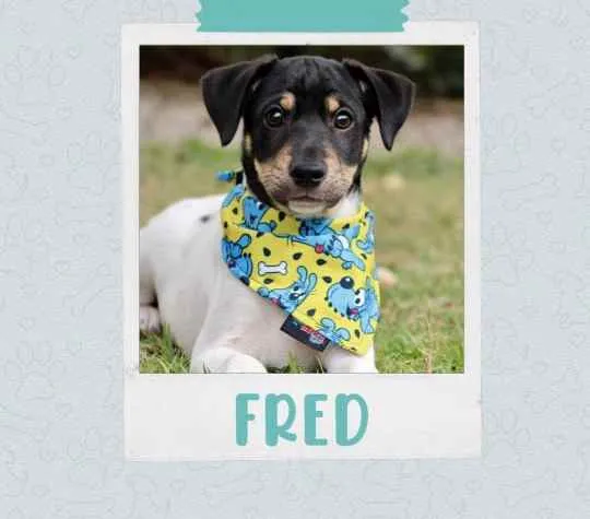 Fred 