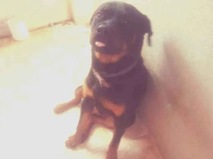 Cachorro ra a Rottweiler idade 1 ano nome Cerberus